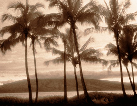 Maui Palms At Sunset