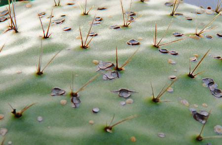 Cactus Skin Enhanced
