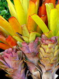Multicolored Bromiliads