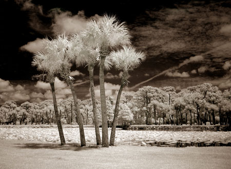 Bay Pines Palms