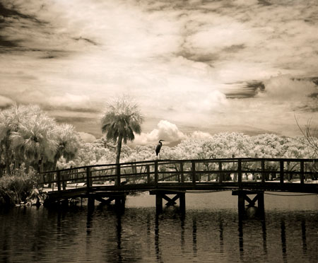 Egret On The Bridge