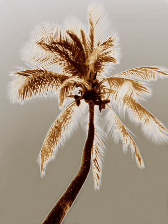 Radiant Palm