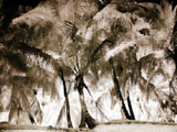 Reflective Palms